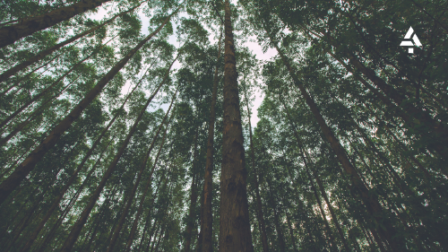 bosques sostenibles Plano contrapicado de un bosque